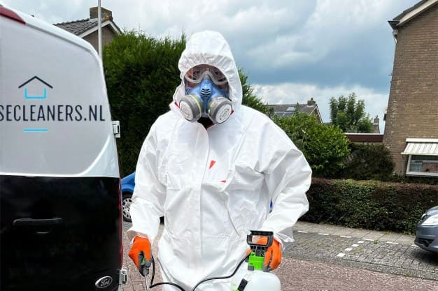mold cleaning service